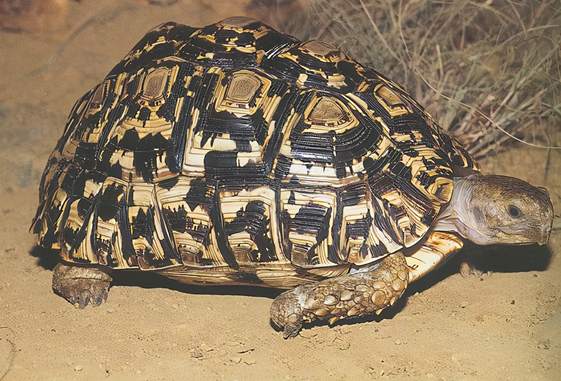 龟类纪录片,龟类图片