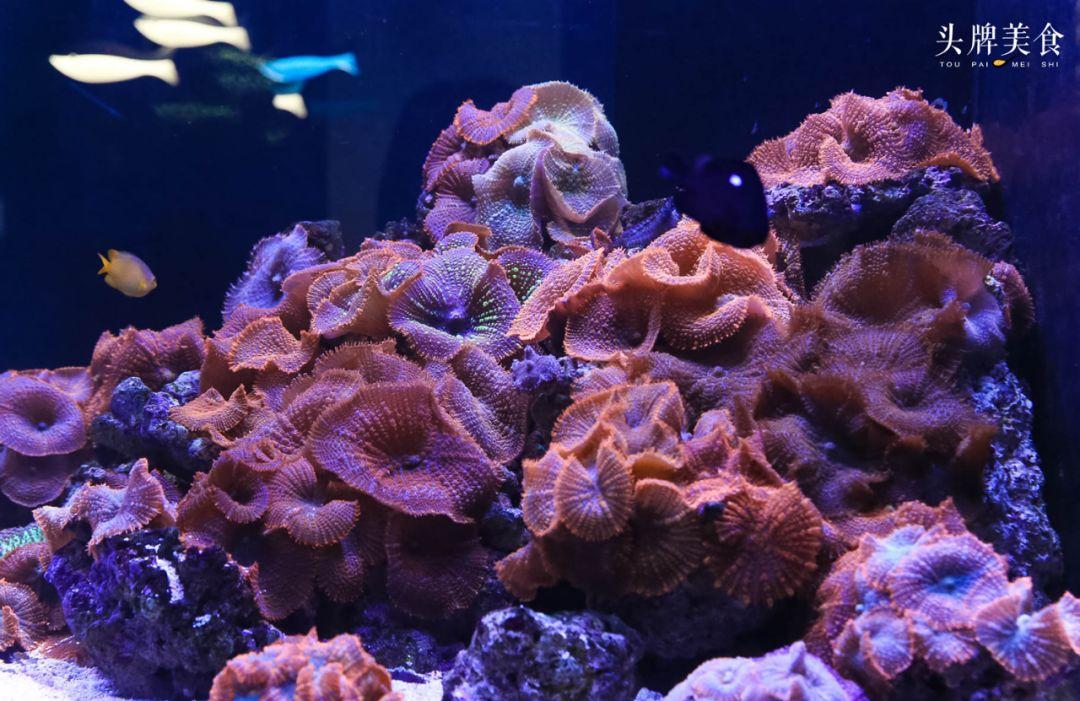 绚丽珊瑚海300+种海底生物，火爆盆友圈的网红打卡圣地就在中山路