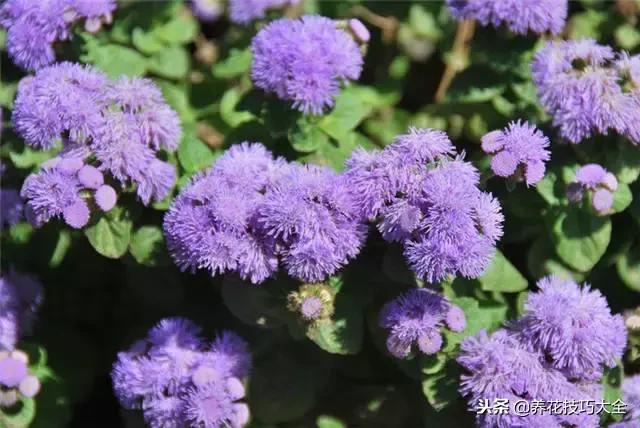 常见小区绿化100种植物图片,常见的水生植物有哪些种