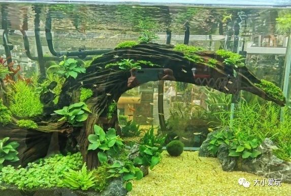 可以逛的花卉市场,值得去看的花卉市场