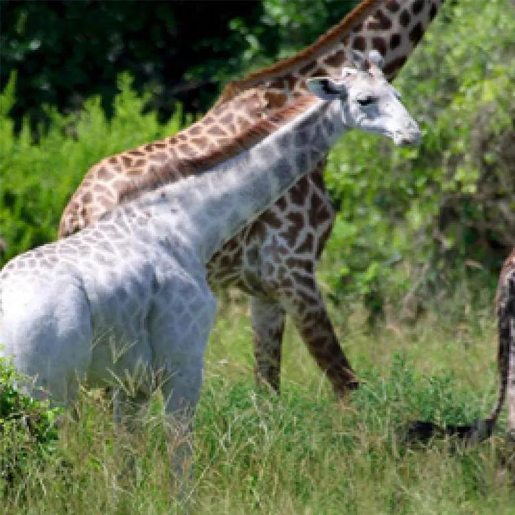 世间稀有的白色长颈鹿母子，在非洲被残忍猎杀，发现时只剩骨骼
