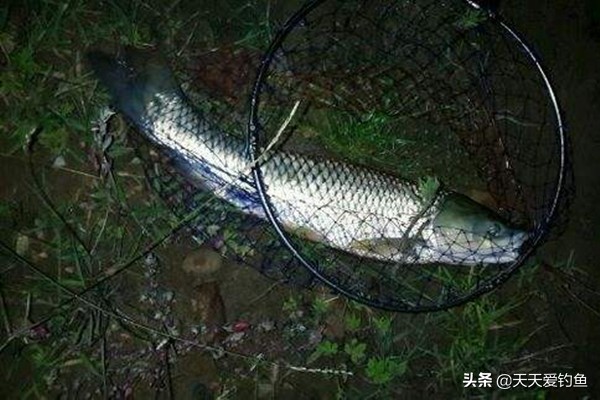 冬天夜钓鱼口轻怎么调漂,秋天夜钓鱼口轻怎么调漂