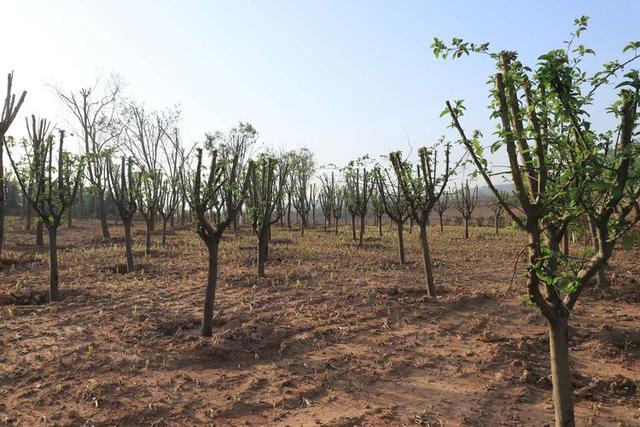 浠ユ按娑﹀煄,娑﹀煄娌抽亾娌荤悊宸ョ▼