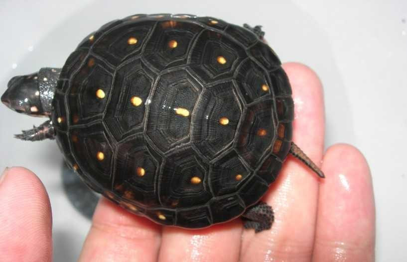 水陆两栖龟选什么龟,水陆两栖龟陆龟怎么区别