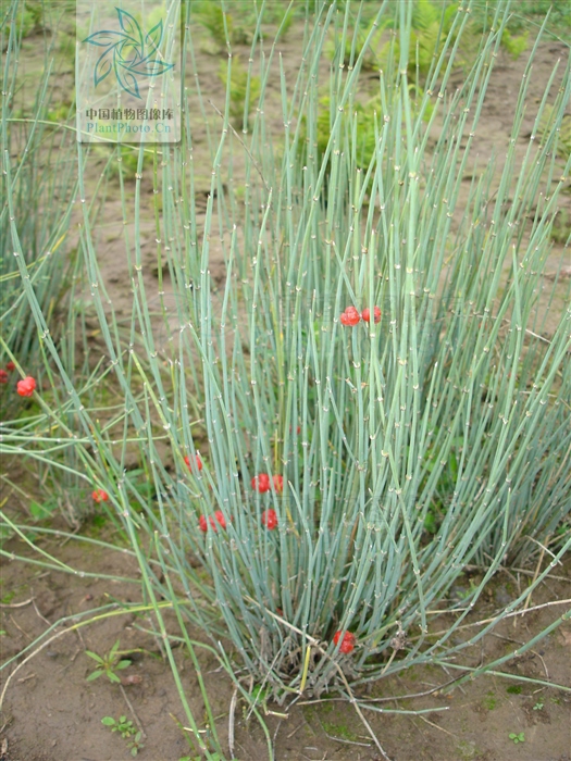 藁本神农本草经,神农本草经葛根原文