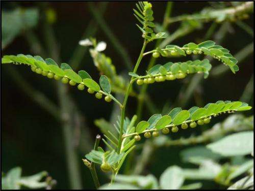 105种野草图片大全,105种野草的图片功效与作用