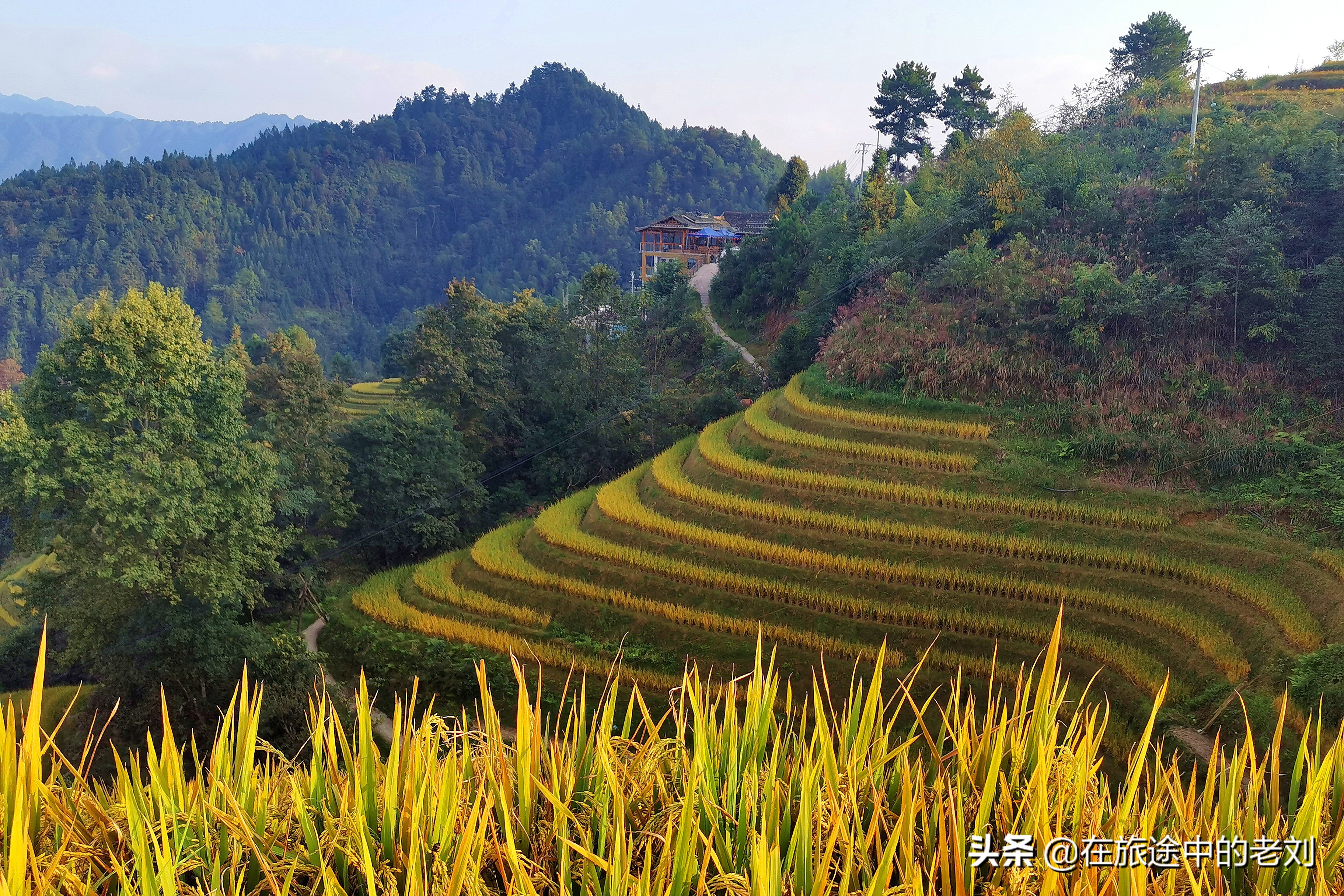 远赴龙脊大寨梯田，追逐今年最后的金黄——桂林七天游1