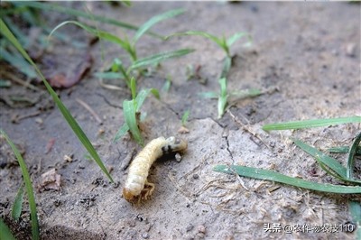 南瓜在种植过程中怎样预防病虫害,南瓜病虫害怎样防治效果好