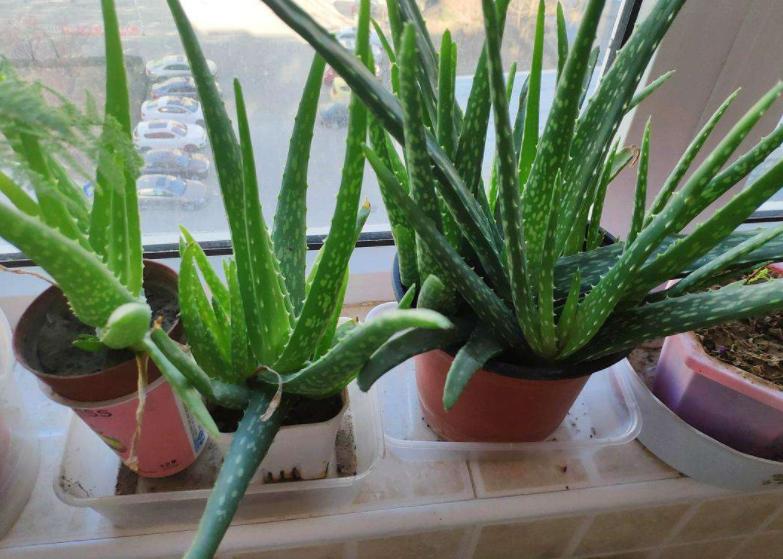 芦荟黄叶了能修剪吗,芦荟黄叶缺什么