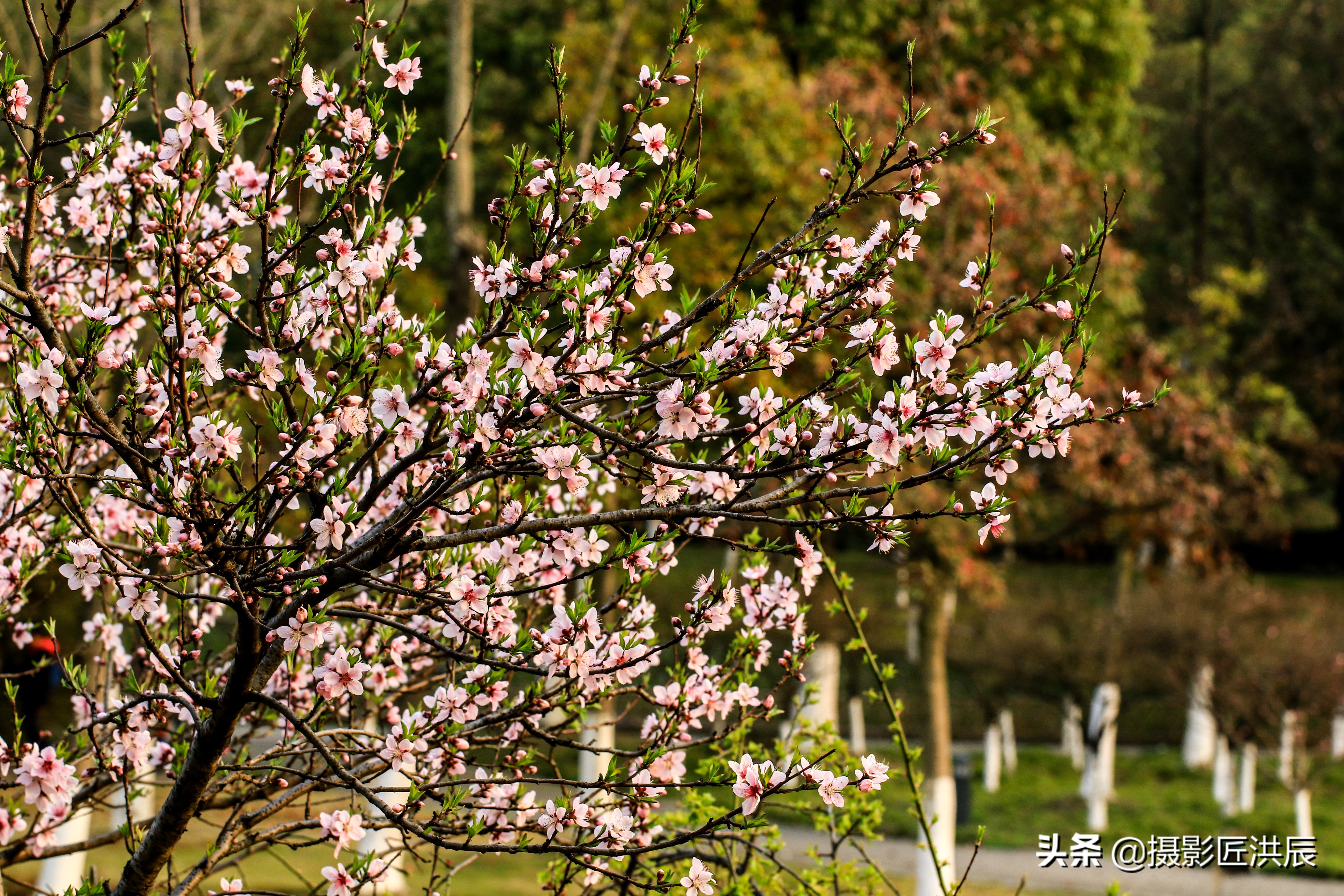 美女皮肤超软柔化，你可以这样做，操作简单效果好！