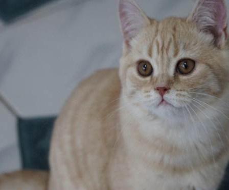 英国短毛猫究竟有多少种颜色,英国短毛猫十种受欢迎的毛色