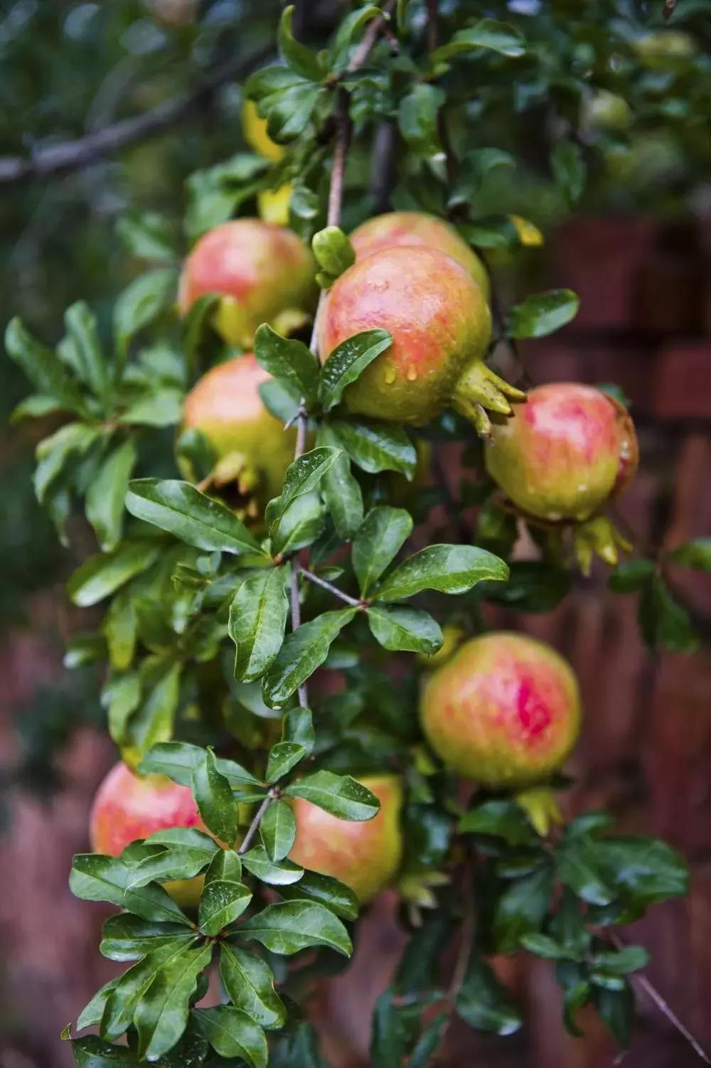 合肥农交会免费观展,合肥农交会门票价格表