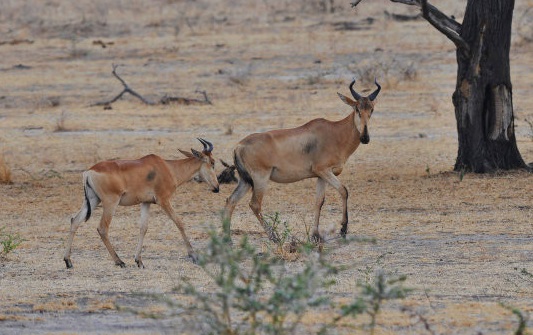 非洲牛科,物种繁多,来认识一下非洲大陆的各种羚羊吧