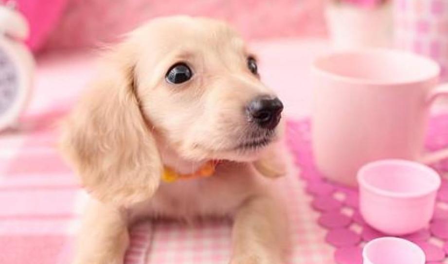 小狗挑食严重怎么办,小狗挑食怎么写作文