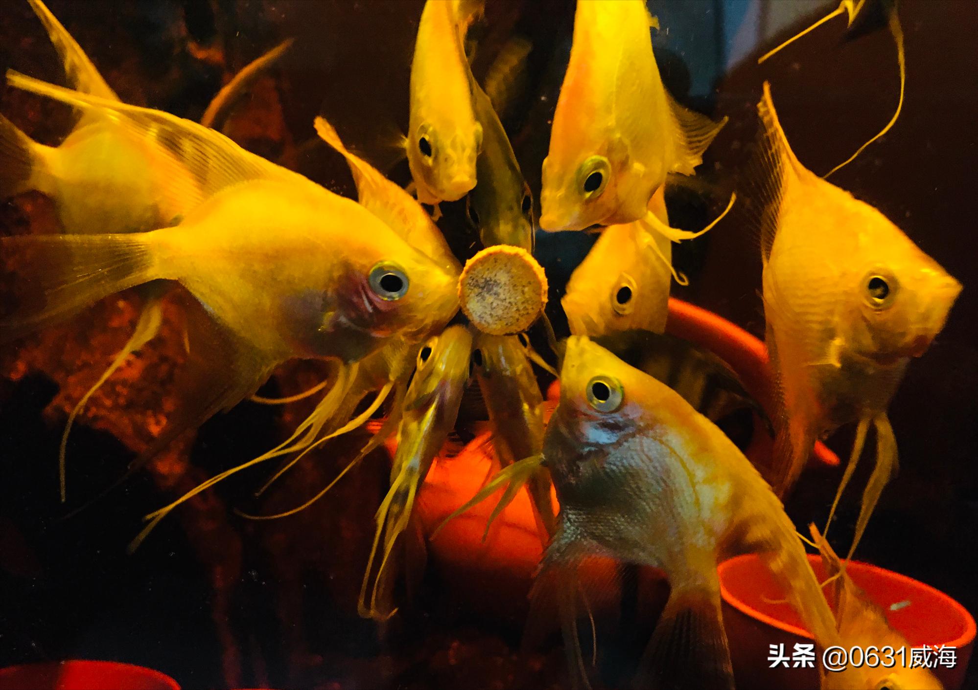 燕鱼最好喂什么,燕鱼与其中一条打架什么原因