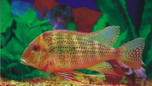 南美慈鲷,慈鲷有黑色的吗