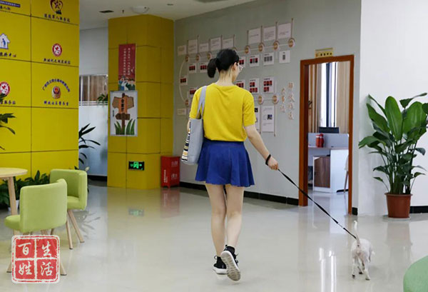 养犬新规实施犬证办理成热门,办理养犬证明需要哪些手续