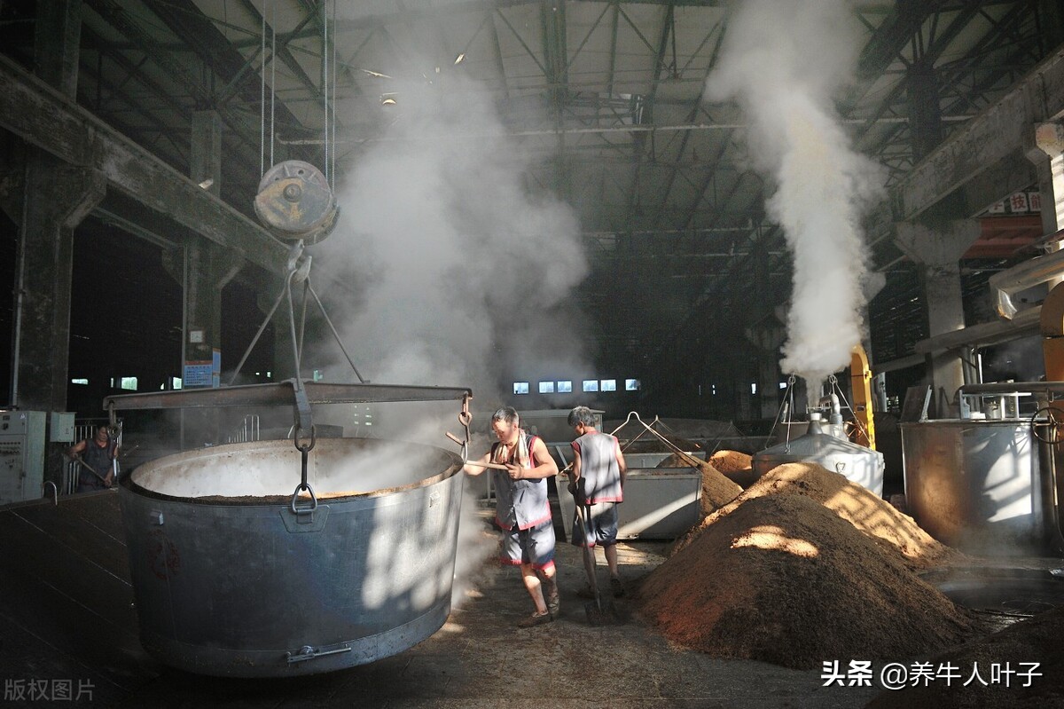 投资6万养羊还是养牛赚钱呢,养牛赚钱吗养200头牛一年能挣10万