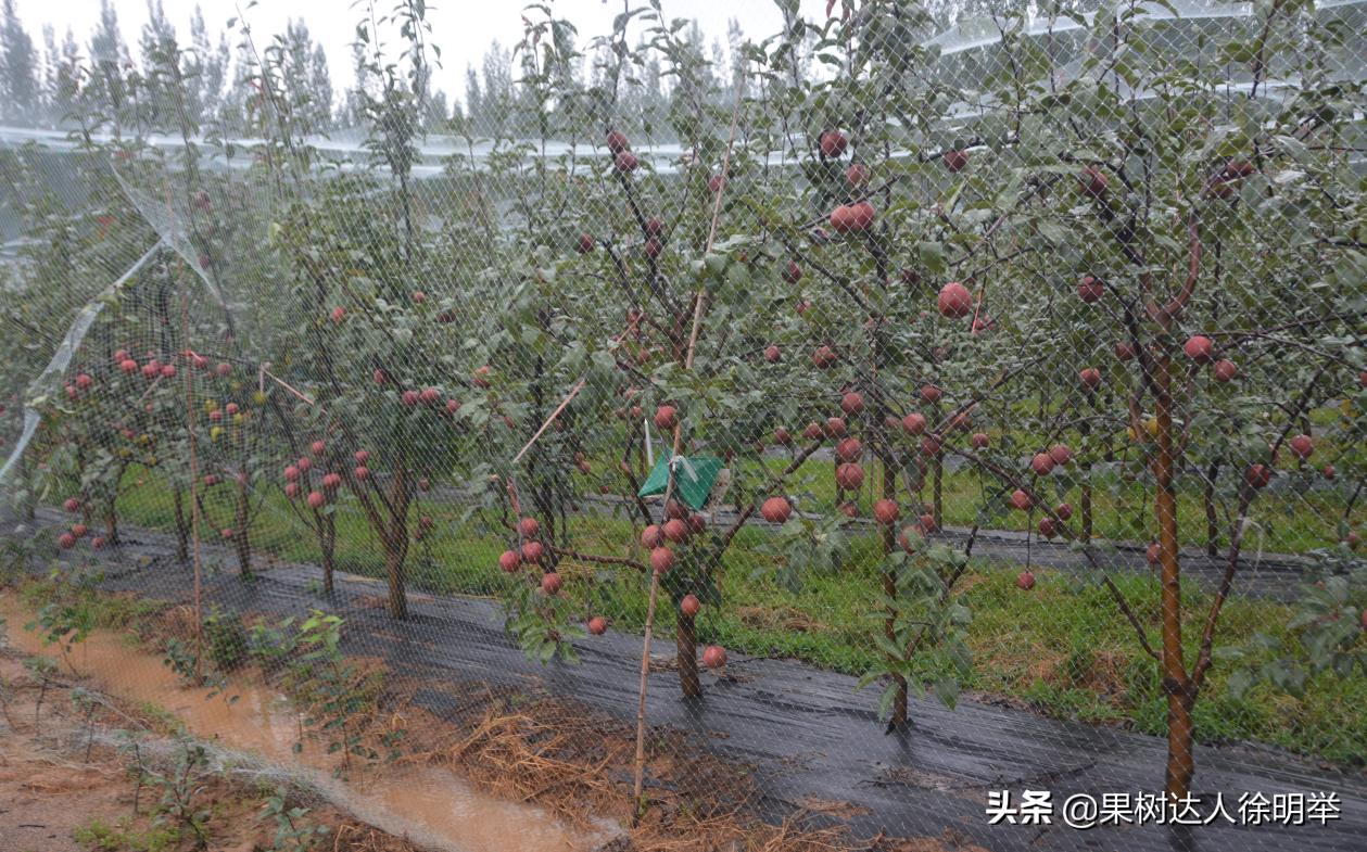 梨树没蚜虫卷叶是什么原因,梨树叶卷了里面都是蚜虫