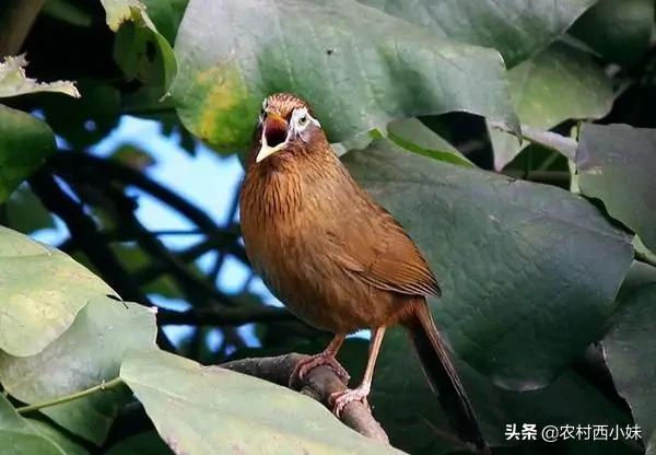 驯养鹦鹉的技巧,饲养画眉需要什么条件