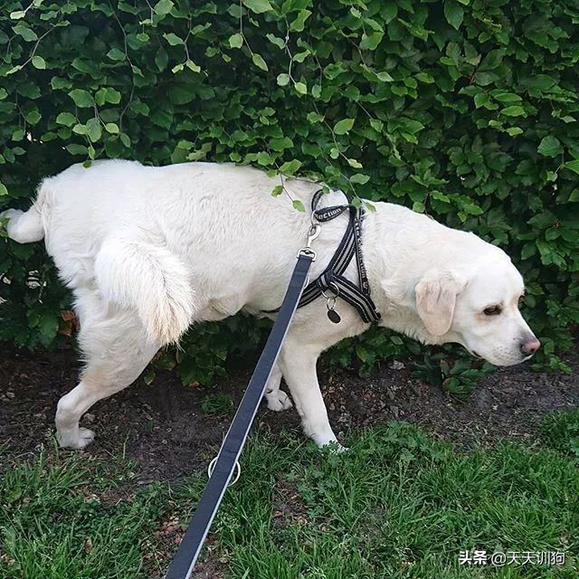 鐙楀瓙鎶吙鎾掑翱,鐙楀瓙鎾掑翱鎶吙