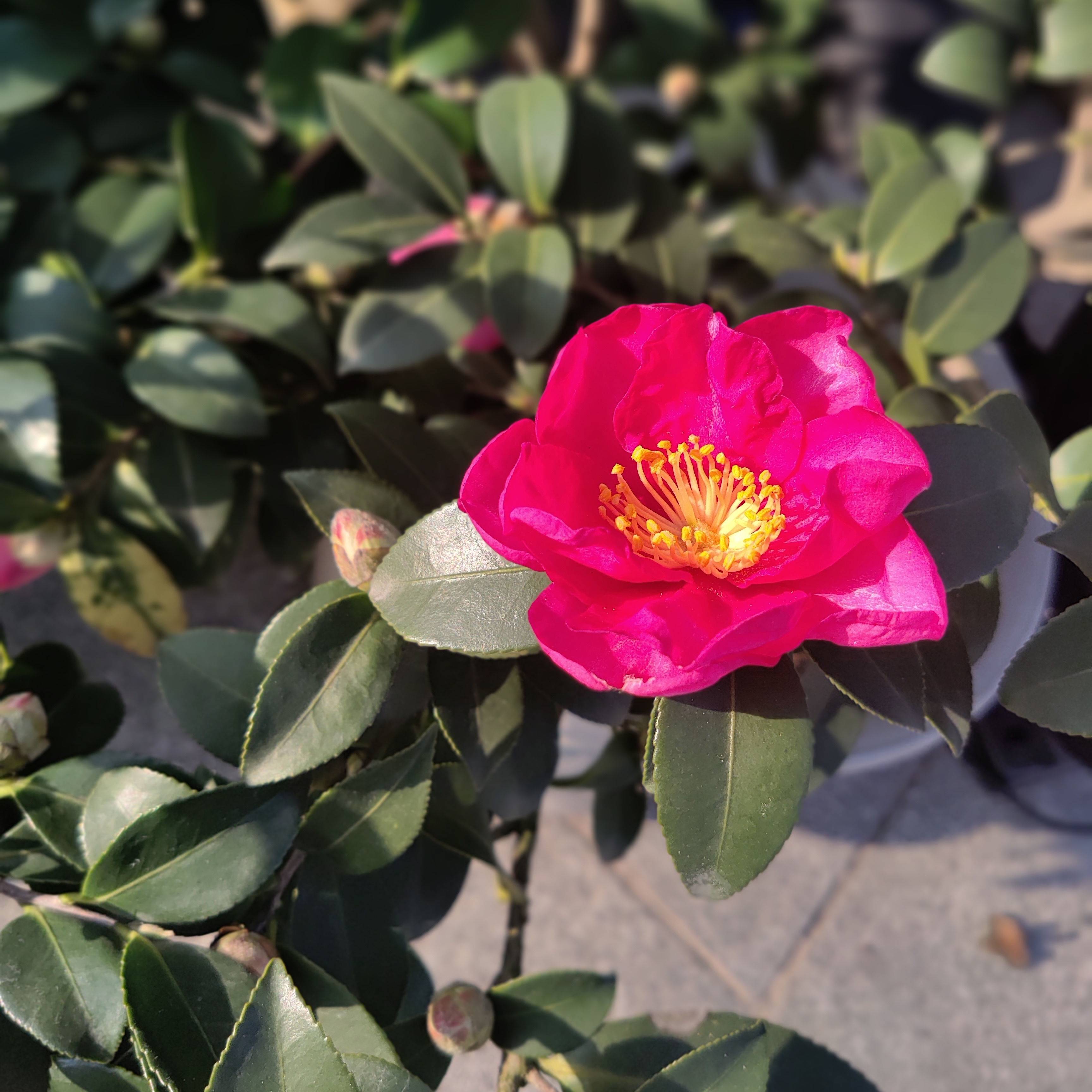 联想z5和联想z5s屏幕哪个好,联想z5s手机的优点和缺点