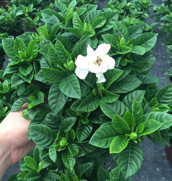 栀子花怎么养才能长得好看,栀子花怎么养好养活