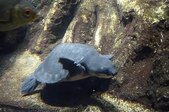 龟龟长大了,我滴个龟龟是什么意思