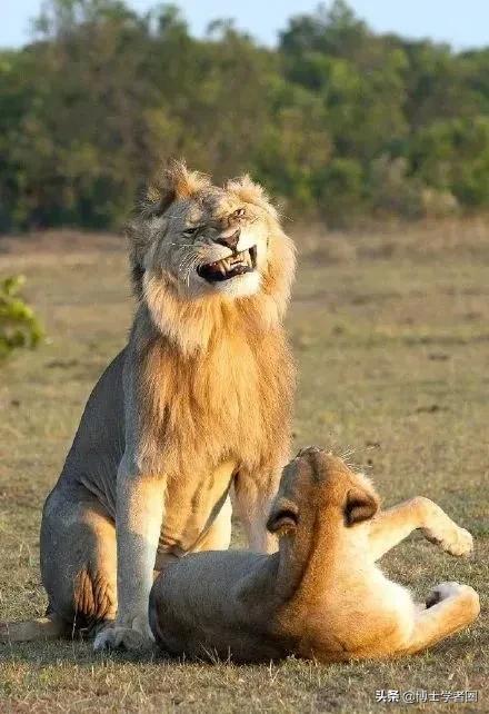 母狮一天发情40次，还追着公狮咬蛋蛋？根本不是这样啊....
