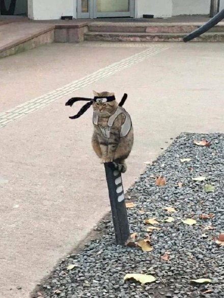 火影忍者真人cosplay写轮眼,火影cos现场