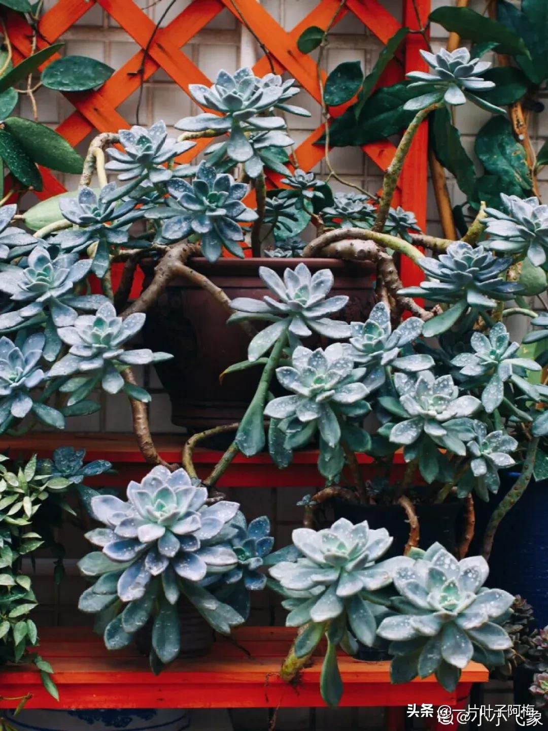 哪些多肉适合养老桩?多肉老桩摆窗台最精致了,看一眼就忘不了