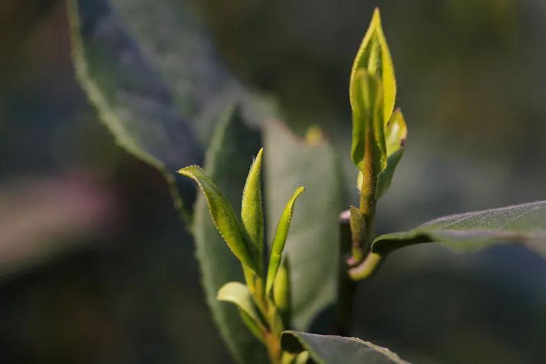 好一朵南方的茉莉花,攻城略地占据北方民间饮茶高地