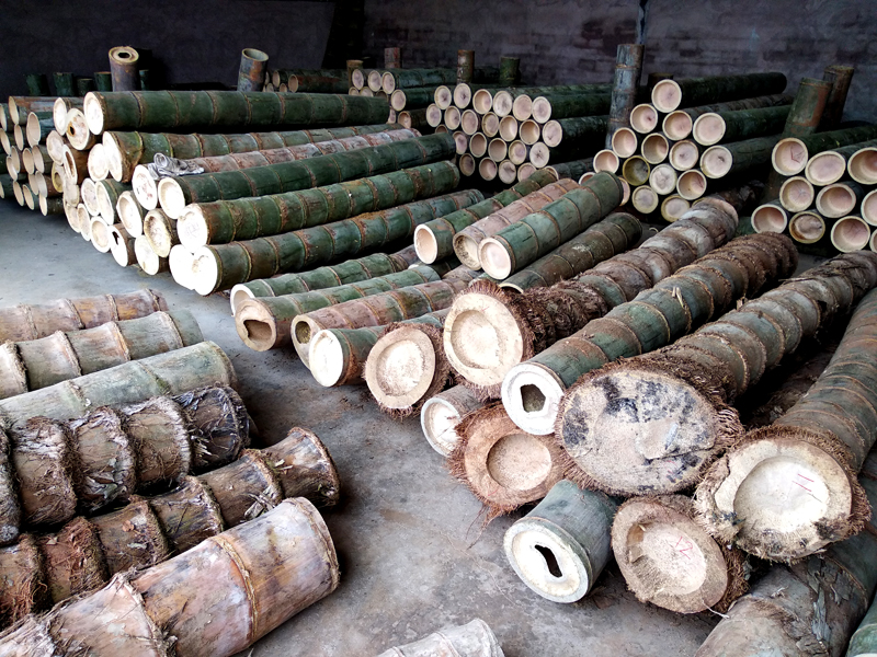 正宗巨龙竹苗怎么种,巨龙竹种子育苗程序