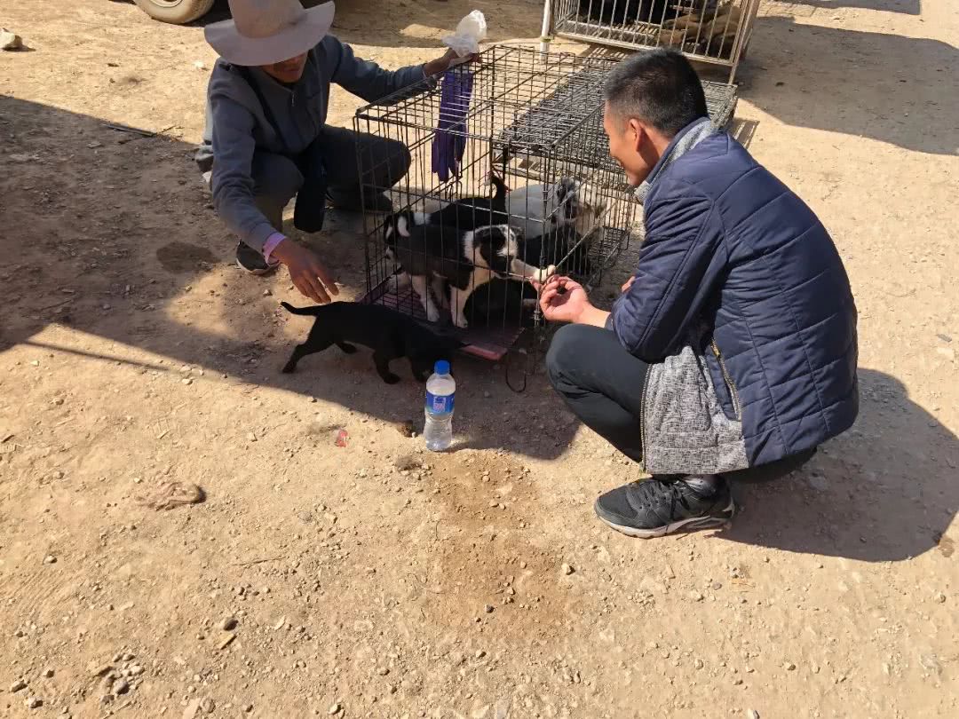 狗市1000块买柴犬,宠物狗串串要值多少钱