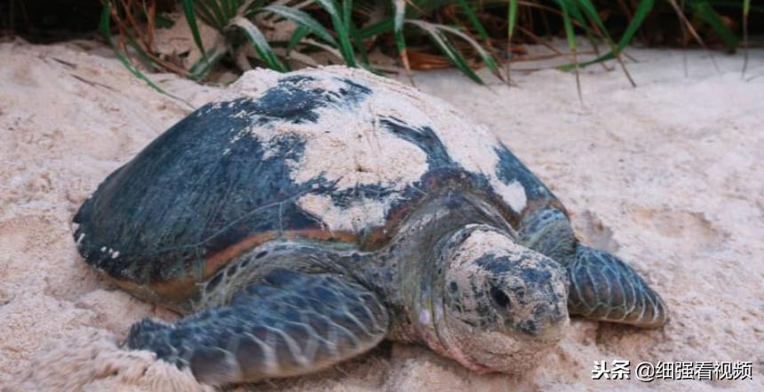 越南最美丽的地方 (越南风景最美的地方是)