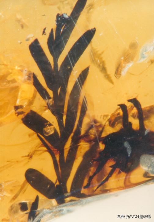 关于琥珀形成的资料,琥珀的种类及介绍