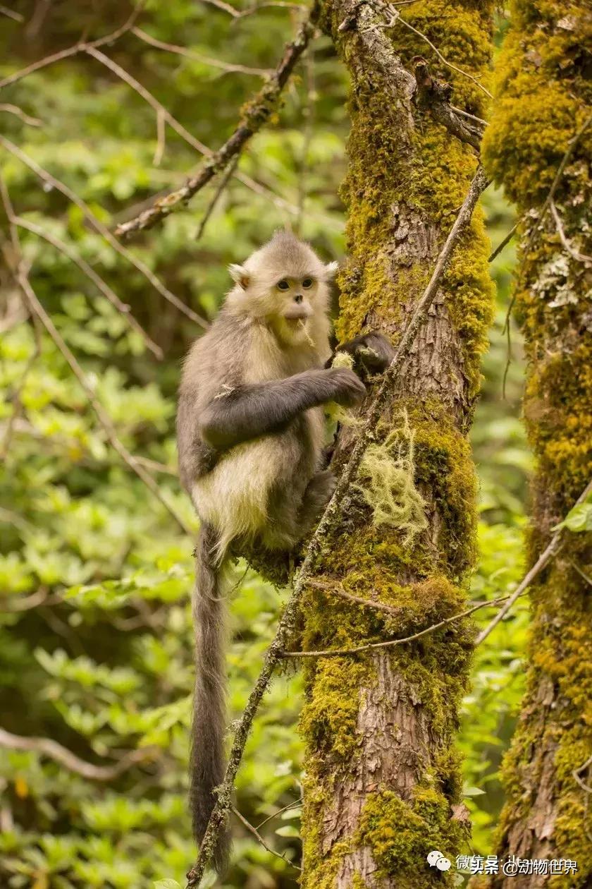云南滇金丝猴主要栖息地为,中国濒临的动物金丝猴