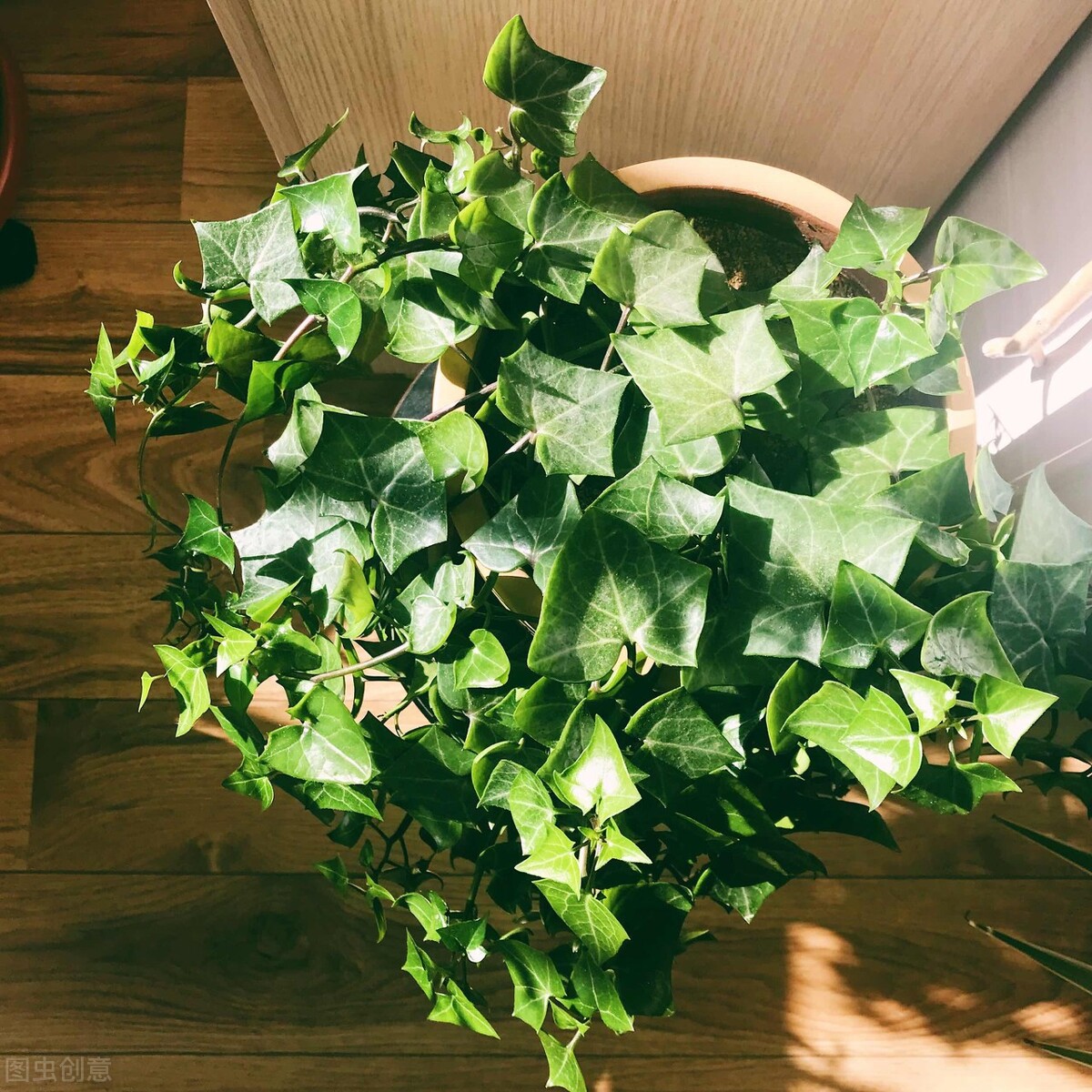 园林人需要知道的85个花卉知识,园林花卉的种类及图片