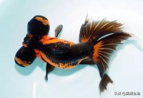 鱼缸多少鱼可以旺财运,养鱼是否旺财运和运气