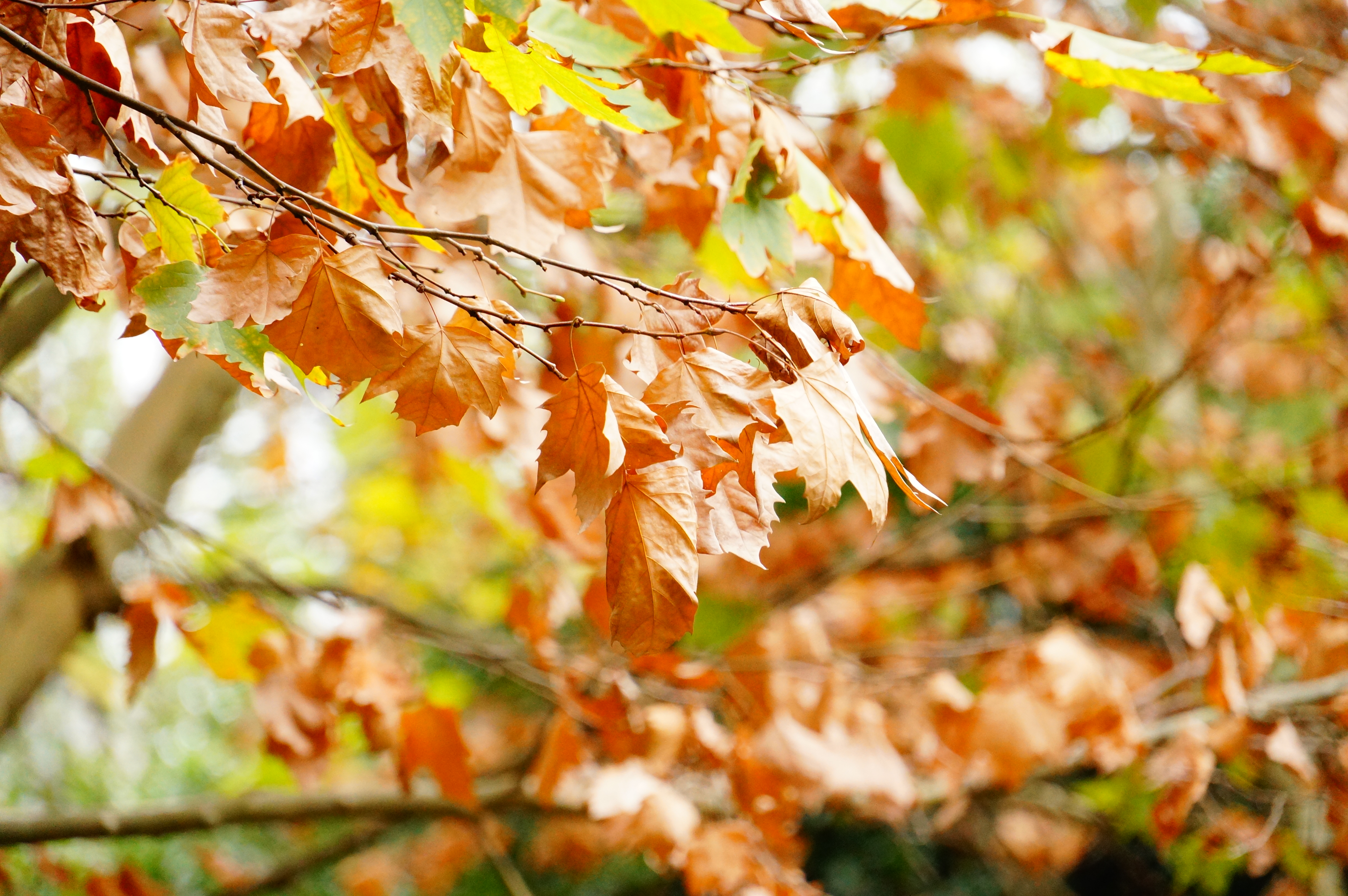 柳州的柳侯公园景色,柳州的秋天美景
