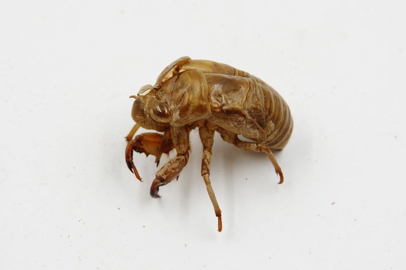 道家治疗小儿咳嗽的方法,殷明教授