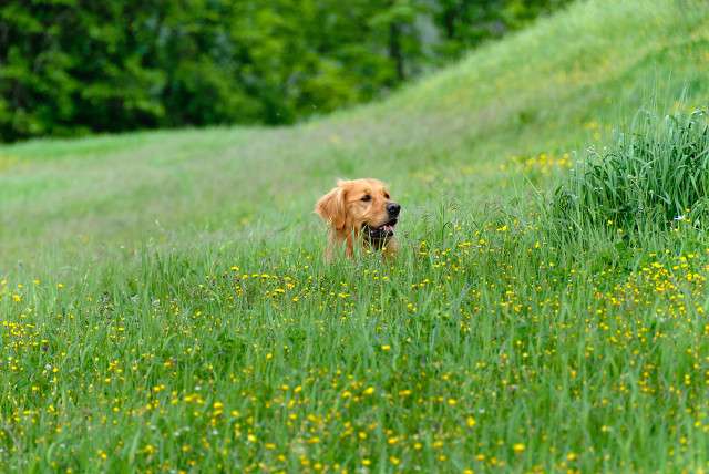 我家的金毛为啥毛短呢,我家的金毛狗作文