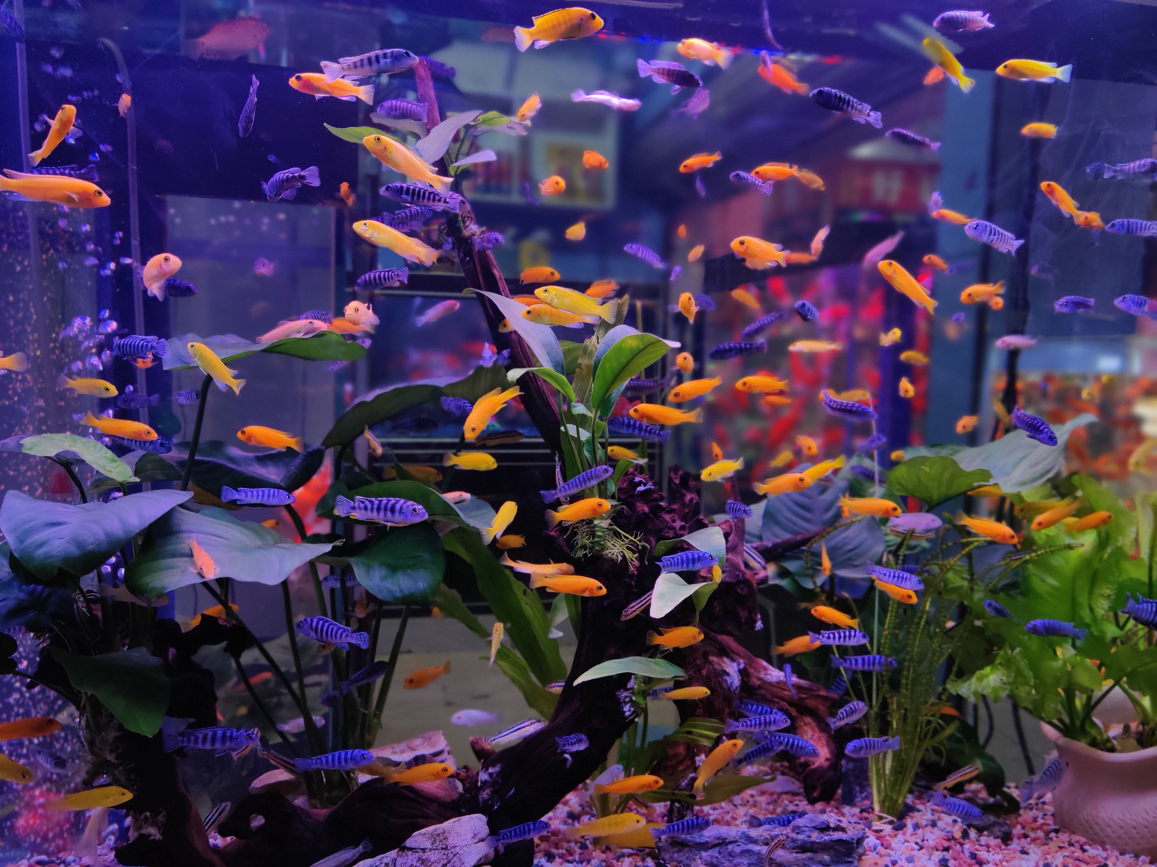 养金鱼的鱼缸过滤器怎么选,鱼缸怎么选金鱼数量