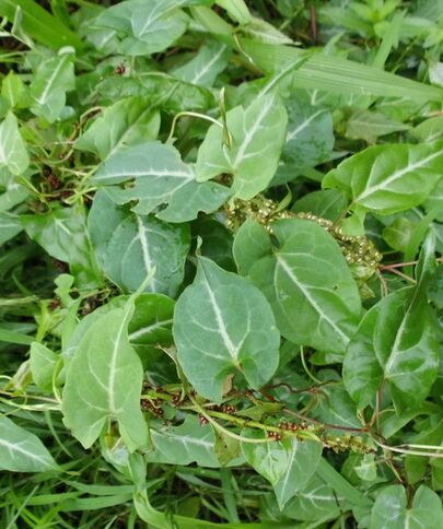 *欢合**花和夜交藤，一对名字不怎么正经，但是却是治睡眠的好药