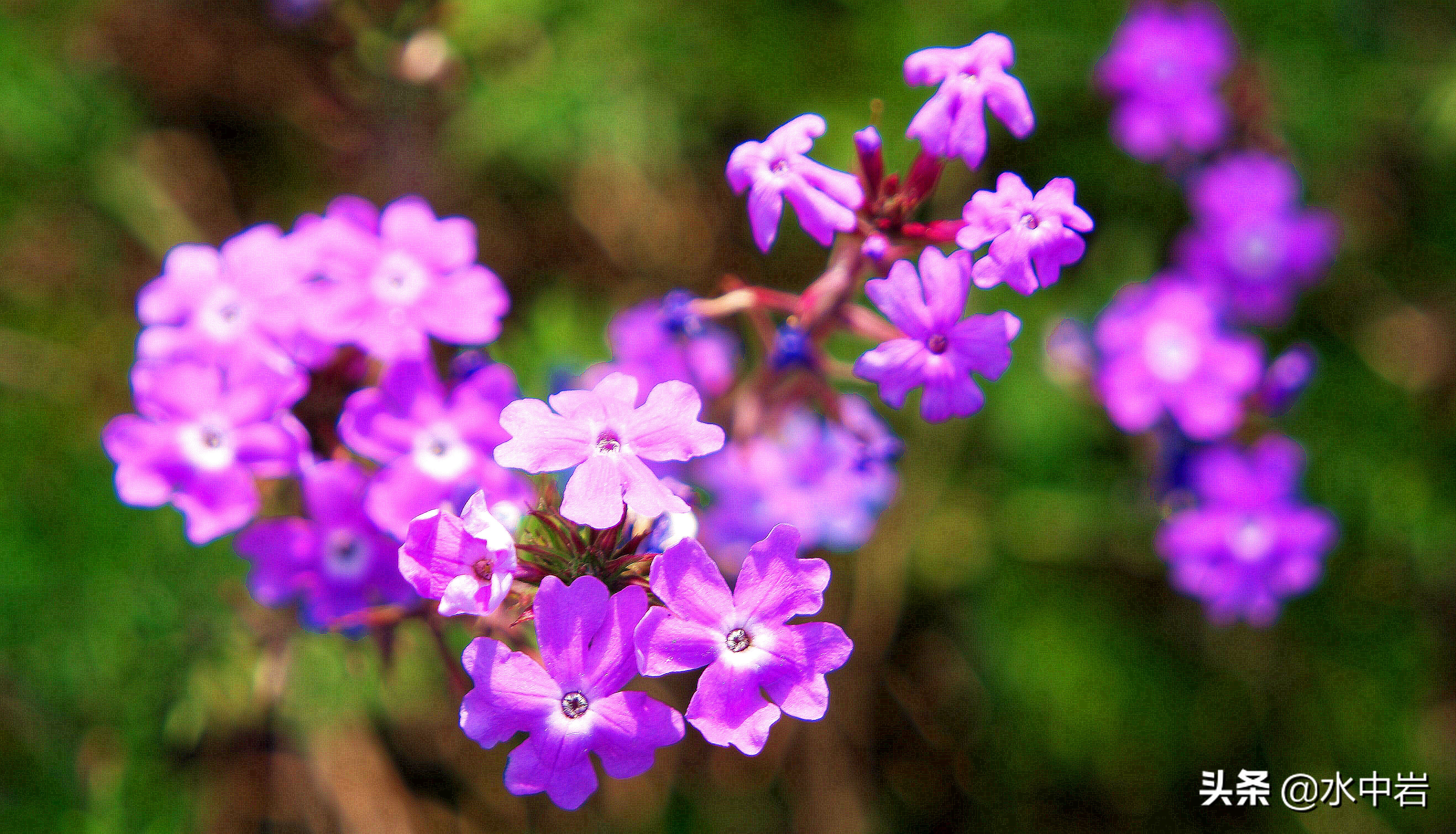 长江流域发生了几次大型洪涝灾害,江苏历史上遭遇的洪水
