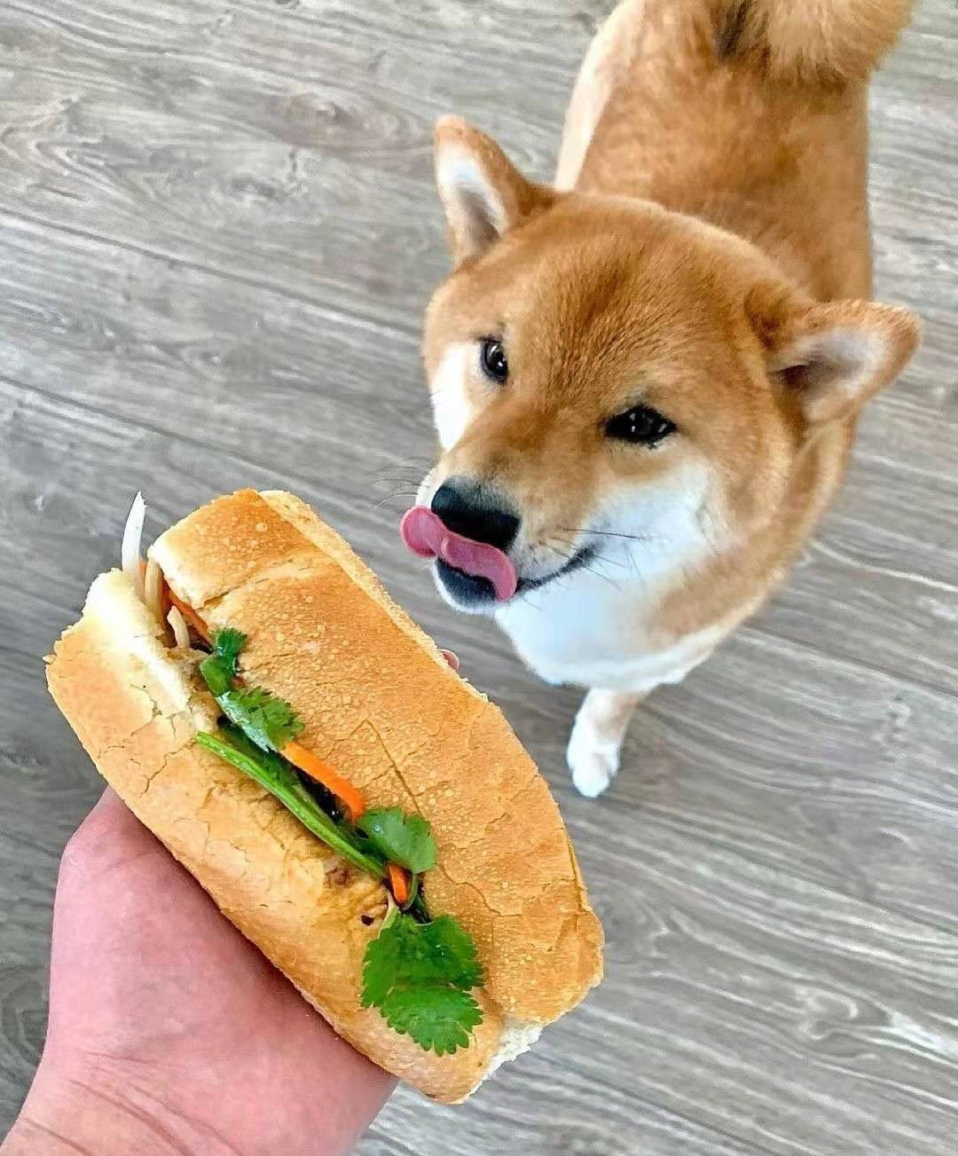 柴犬去哪里买才安全不会咬人,买柴犬需要买什么