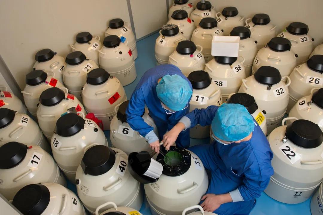 试管婴儿胚胎反复种植失败妇幼保健院调整移植策略终助孕成功