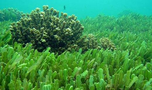 最聪明的浮游生物,神奇的浮游生物