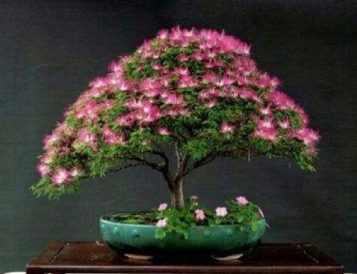 *欢合**花：花美叶美、有色有香的*欢合**花，管理与栽培