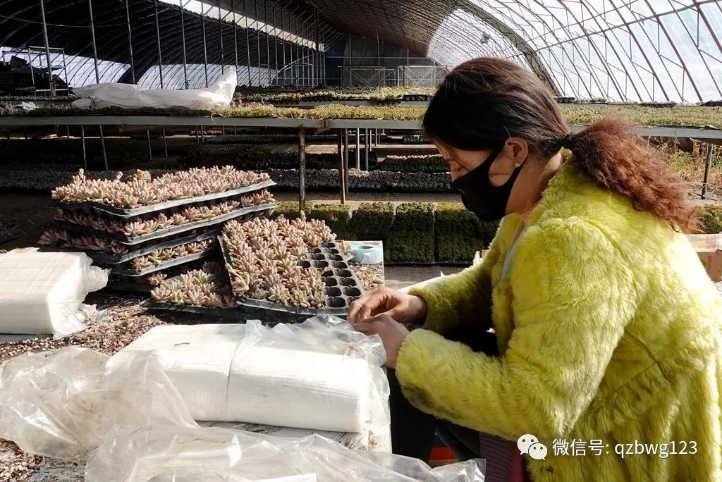 河北曲周多肉植物批发,曲周县西木多肉科技